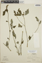 Euphorbia cyathophora Murray, Honduras, A. Molina R. 8382, F