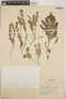 Euphorbia densiflora image