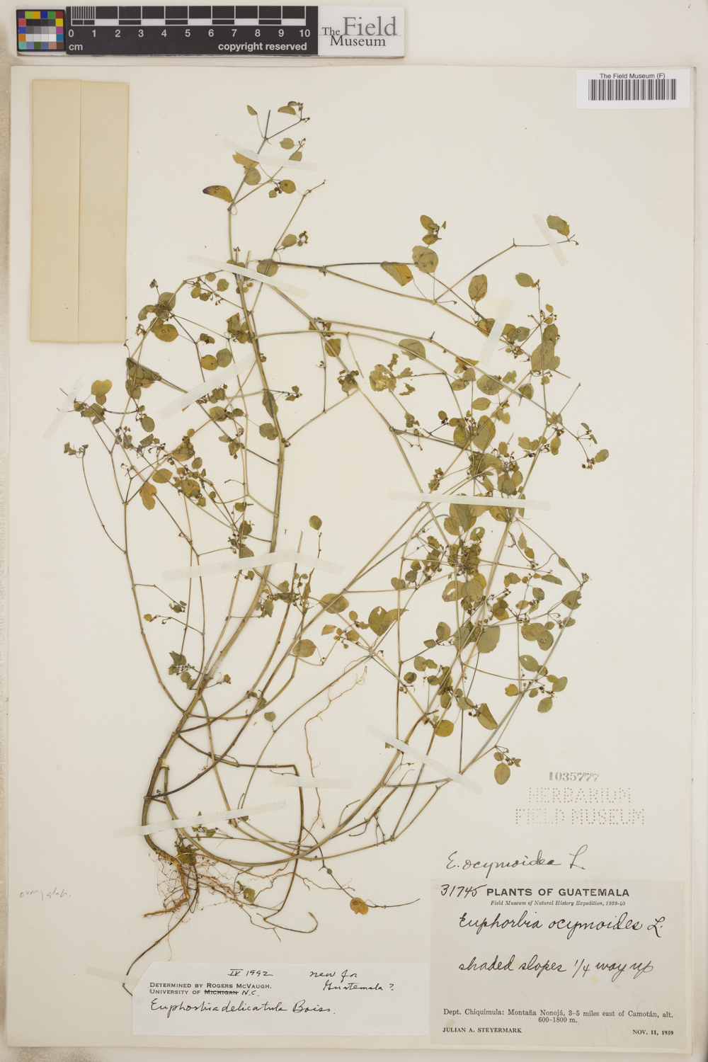 Euphorbia delicatula image