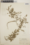 Euphorbia dentosa image