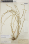 Euphorbia ephedromorpha image