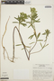 Euphorbia furcillata var. furcillata image