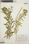Euphorbia furcillata var. furcillata image