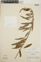 Euphorbia fulgens image