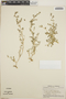 Euphorbia golondrina image