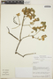 Euphorbia gradyi image