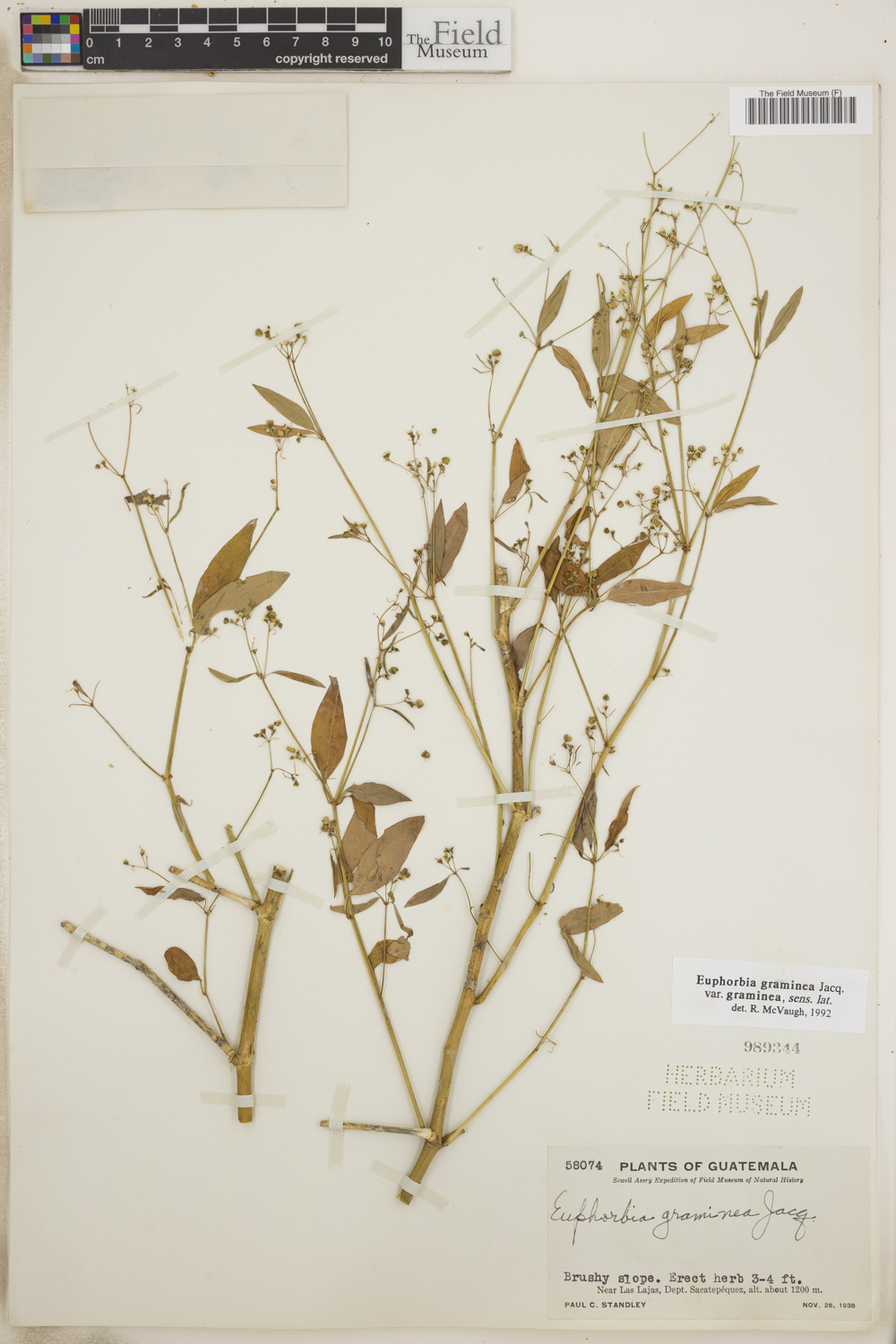 Euphorbia image