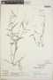 Euphorbia graminea var. novogaliciana image