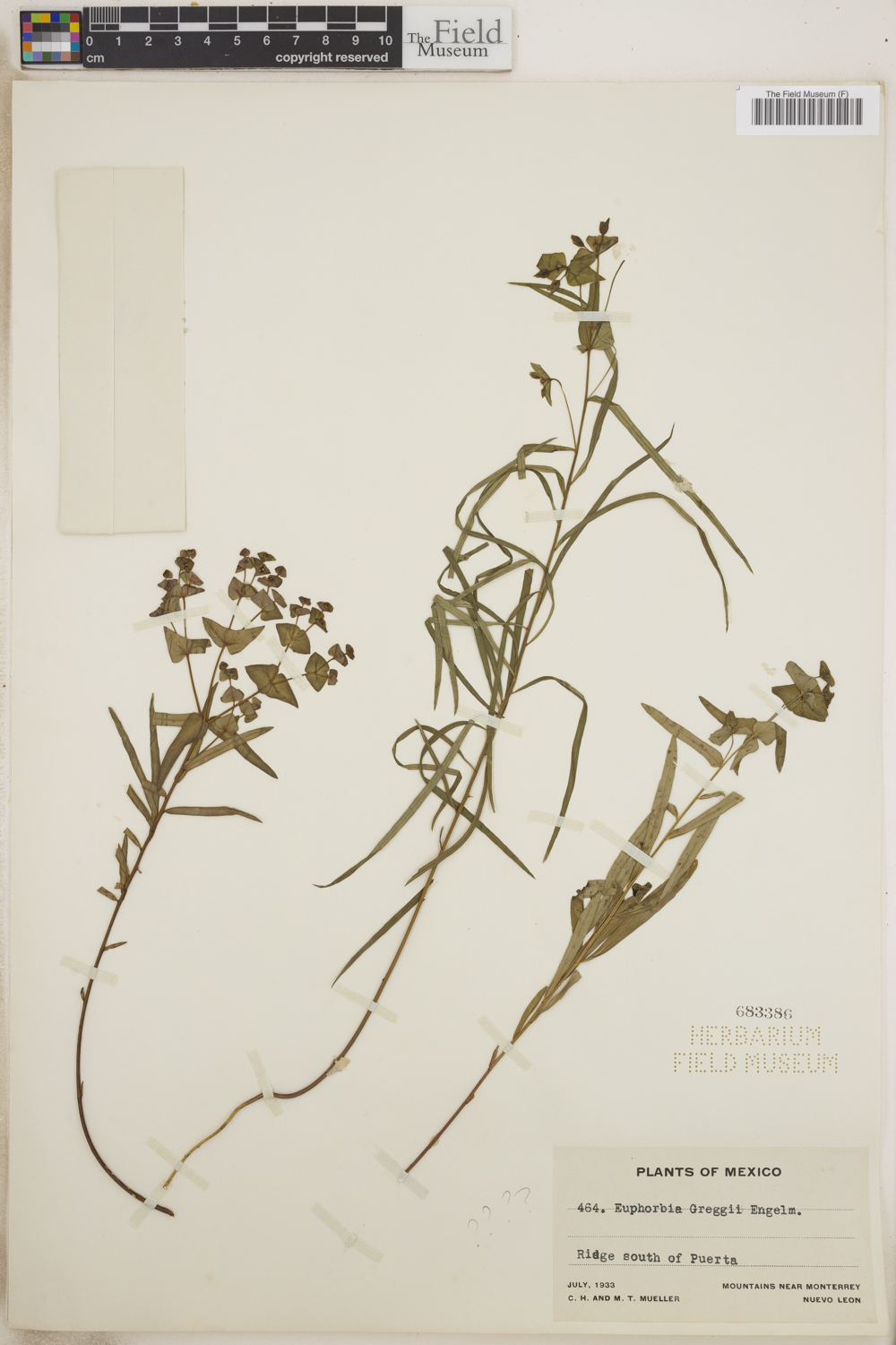 Euphorbia greggii image