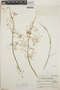 Euphorbia guatemalensis image