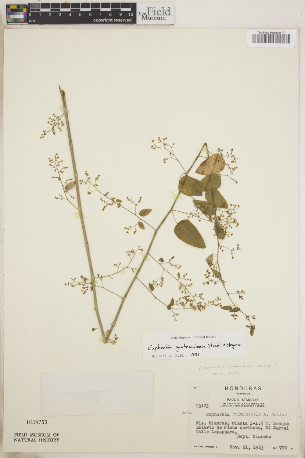 Euphorbia guatemalensis image