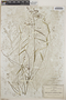 Euphorbia guadalajarana image