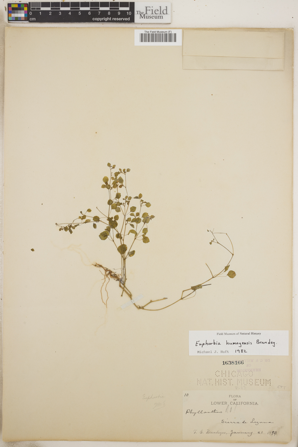 Euphorbia humayensis image
