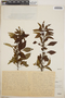 Euphorbia hoffmanniana image