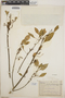 Euphorbia hoffmanniana image