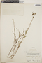 Chamaesyce hyssopifolia image