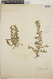 Euphorbia incerta image