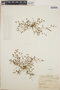 Euphorbia arizonica image