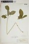 Euphorbia cyathophora Murray, U.S.A., F. E. McDonald, F