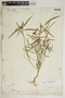 Euphorbia cyathophora Murray, U.S.A., M. S. Bebb, F
