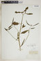 Euphorbia cyathophora Murray, U.S.A., G. R. Vasey, F