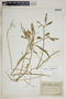 Euphorbia cyathophora Murray, U.S.A., H. K. D. Eggert, F