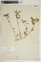 Euphorbia cyathophora Murray, U.S.A., P. H. Rolfs 239, F