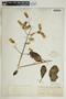 Kalanchoe pinnata (Lam.) Pers., U.S. Virgin Islands, A. E. Ricksecker 76, F