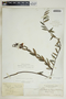 Angadenia berteroi (A. DC.) Miers, Bahamas, L. J. K. Brace 3507, F