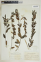 Angadenia berteroi (A. DC.) Miers, Bahamas, N. L. Britton 2468, F
