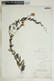 Angadenia berteroi (A. DC.) Miers, Bahamas, N. L. Britton 5815, F