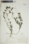 Angadenia berteroi (A. DC.) Miers, Bahamas, N. L. Britton 3035, F