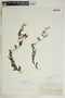 Angadenia berteroi (A. DC.) Miers, Bahamas, E. G. Britton 6531, F