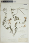 Angadenia berteroi (A. DC.) Miers, Bahamas, A. H. Curtiss 178, F