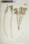Euphorbia cyparissias L., U.S.A., T. Morong, F