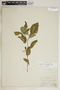 Euphorbia cyathophora Murray, U.S.A., E. W. Olive 113, F