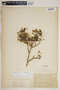 Aspidosperma cuspa (Kunth) S. F. Blake ex Pittier, Haiti, E. L. Ekman 998a, F