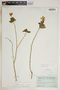 Catharanthus roseus (L.) G. Don, Bahamas, C. F. Millspaugh 2260, F