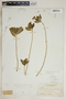 Catharanthus roseus (L.) G. Don, Bahamas, N. L. Britton 2287, F