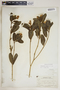 Catharanthus roseus (L.) G. Don, Cuba, P. Wilson 1387, F