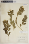 Catharanthus roseus (L.) G. Don, Puerto Rico, J. I. Otero Janez 459, F