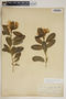 Catharanthus roseus (L.) G. Don, U.S. Virgin Islands, Mrs. Rev. J. J. Ricksecker 449, F