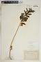 Catharanthus roseus (L.) G. Don, Barbados, F