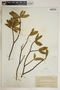 Neobracea bahamensis (C. E. Britton) Britton, Bahamas, J. K. Small 8610, F