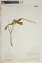 Neobracea bahamensis (C. E. Britton) Britton, Bahamas, L. J. K. Brace 7907, F