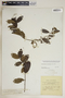 Pinochia floribunda (Sw.) M. E. Endress & B. F. Hansen, Jamaica, E. J. F. Campbell 5831, F