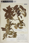 Pinochia floribunda (Sw.) M. E. Endress & B. F. Hansen, Jamaica, M. R. Crosby 1198, F