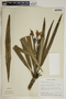 Plumeria alba L., Dominica, R. L. Wilbur 8281, F