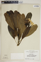 Plumeria obtusa L., Jamaica, G. R. Proctor 32586, F