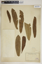 Plumeria x subsessilis A. DC., Haiti, 194, F